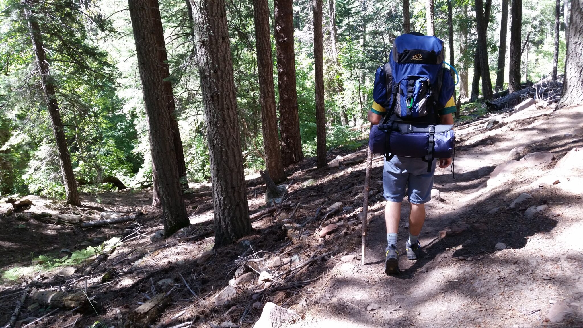 Why do Hikers use Walking Sticks? (And When Should You?) Scoutorama